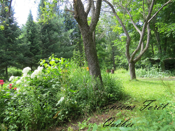 Forêt boréal