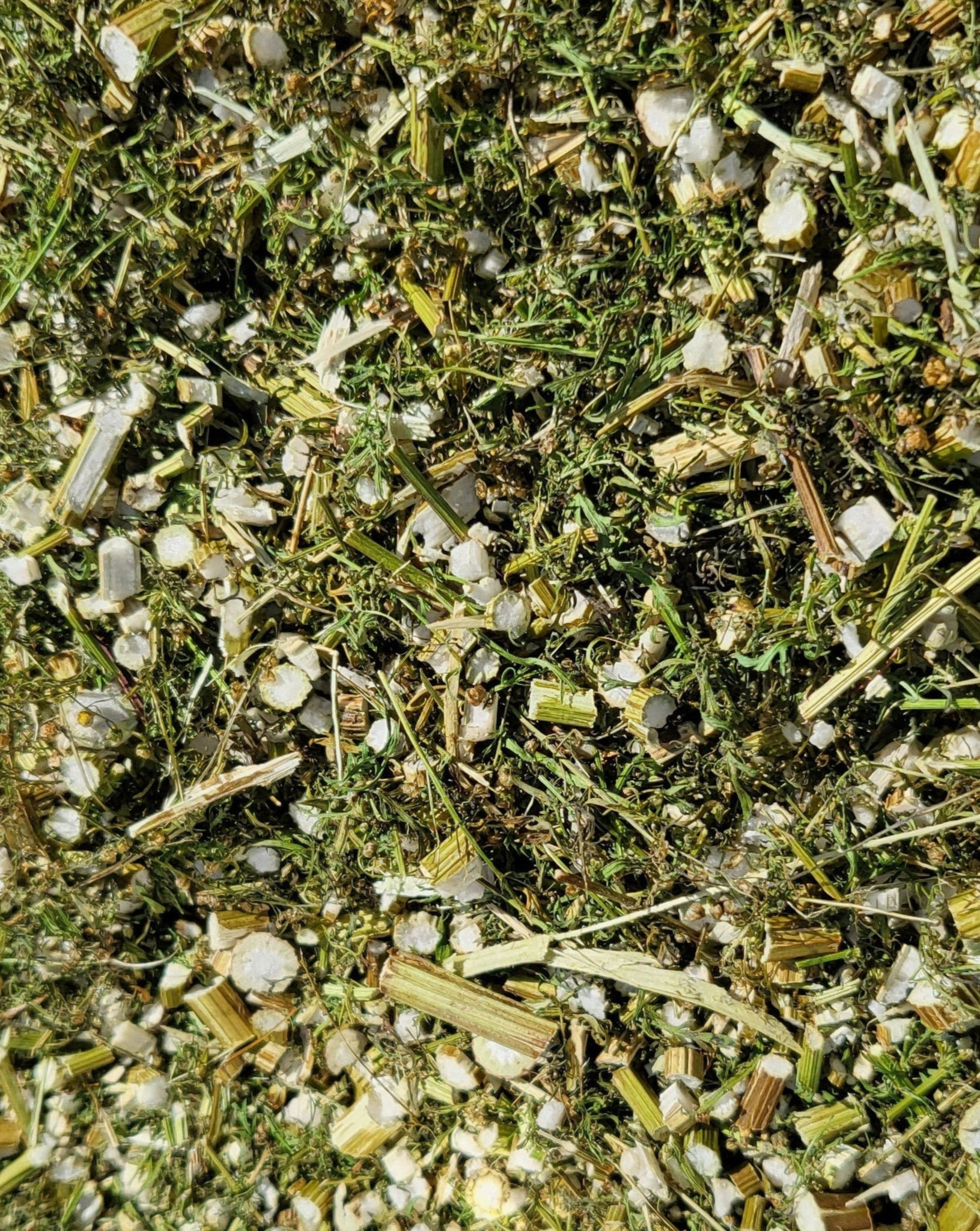 Artemisia Annua