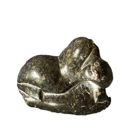 2 Phoques qui jouent