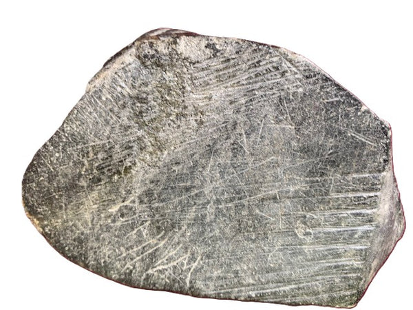 2 Phoques qui jouent