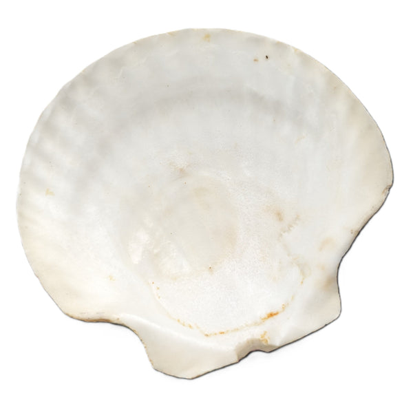 Small Shell