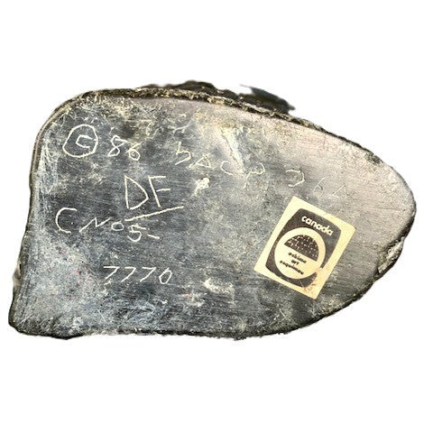 Femme tenant un phoque