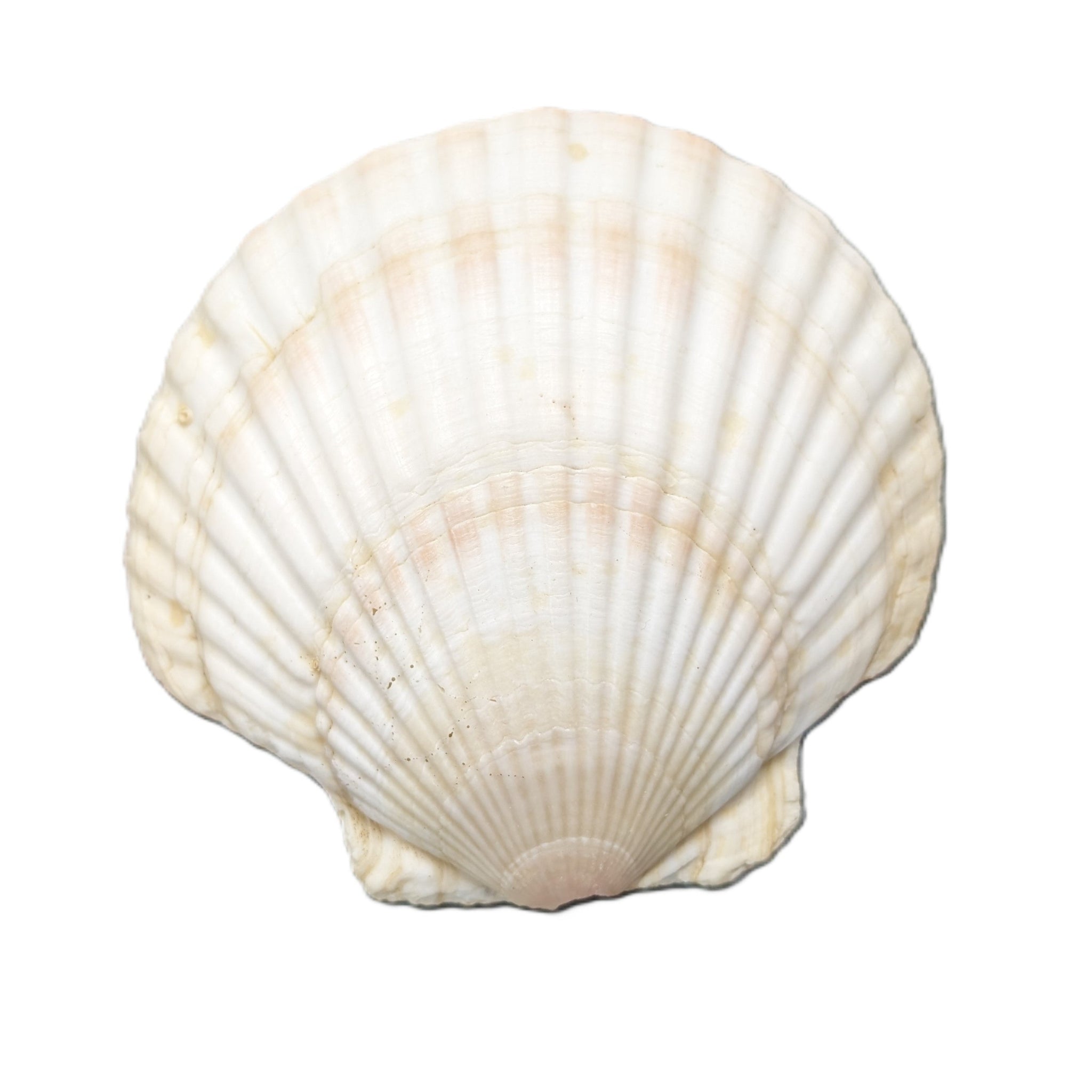 coquille de mer