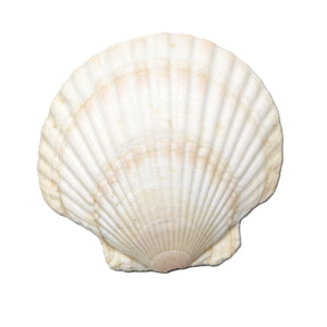 coquille de mer