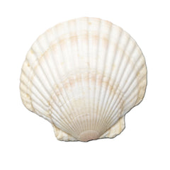 Small Shell