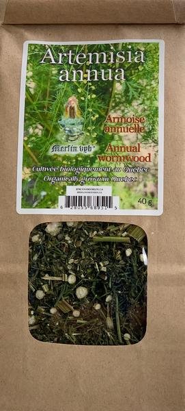 artemisia annua | sweet annie