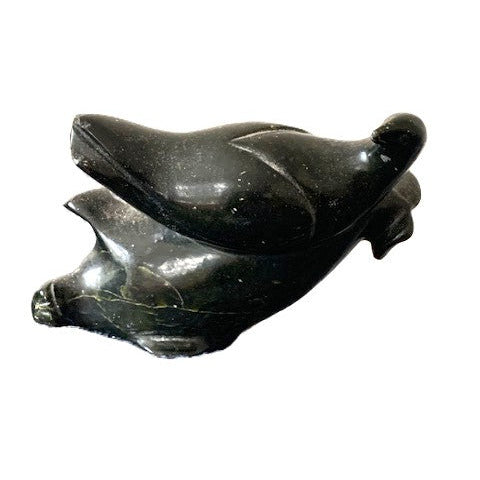 Oiseau posé sur un Phoque