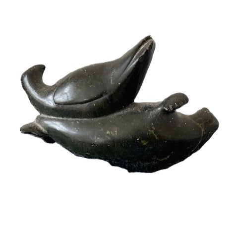 Oiseau posé sur un Phoque