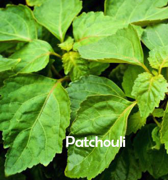 Patchouli Incense